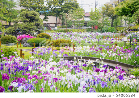 東京都　葛飾区　堀切菖蒲園　江戸系花菖蒲の名所 54005534