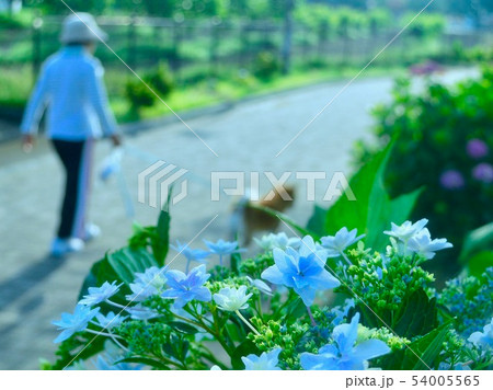 　紫陽花の咲く散歩道 54005565