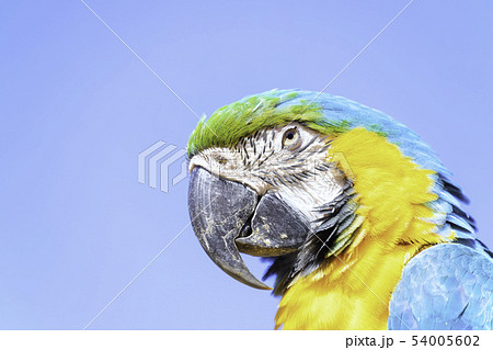 美しいルリコンゴウインコ 54005602