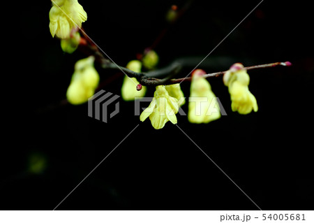 ヒュウガミズキの花咲くの写真素材