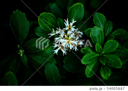 日陰に咲く、フッキソウの花 日陰に咲く、フッキソウの花 54005687