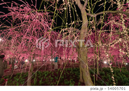 なばなの里 なばなの里 54005701