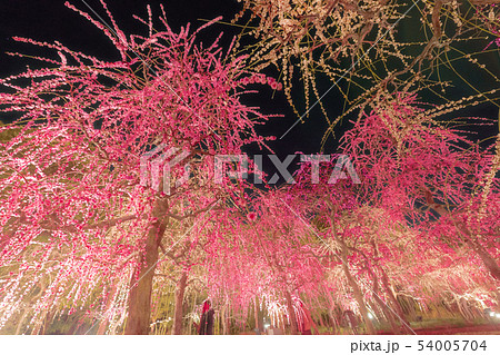 なばなの里 54005704