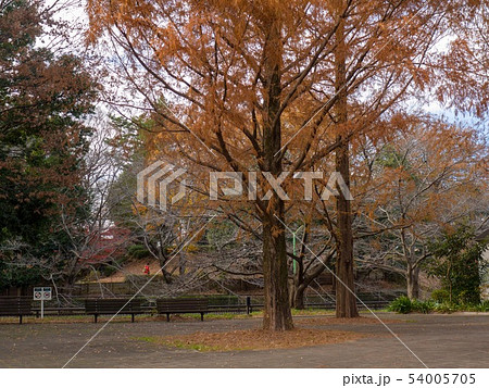 紅葉の祖師谷公園メインプラザのベンチ 紅葉の祖師谷公園メインプラザのベンチ 54005705
