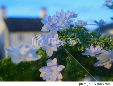 朝の光 朝の光 54005706