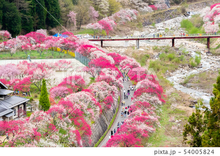 阿智村　花桃の里 54005824