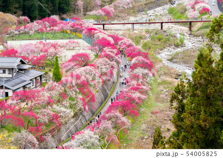 阿智村　花桃の里 54005825