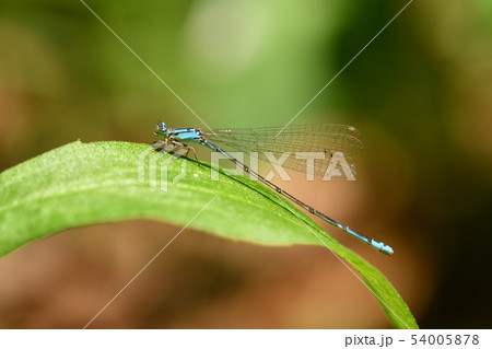 ホソミイトトンボ 54005878