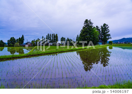 (富山県)砺波の散居村 (富山県)砺波の散居村 54006197