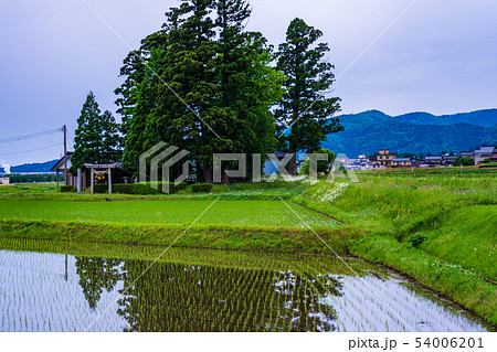 (富山県)砺波の散居村 (富山県)砺波の散居村 54006201