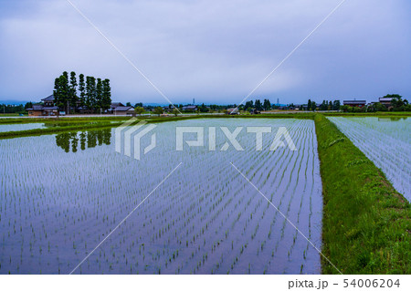(富山県)砺波の散居村 (富山県)砺波の散居村 54006204