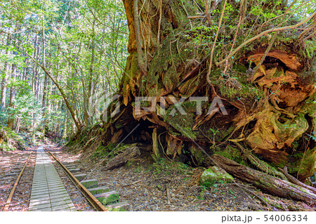 屋久島 トロッコ線路 巨樹の森の写真素材 54006334 Pixta