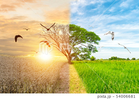 Ecology concept environment change tree forest 54006681