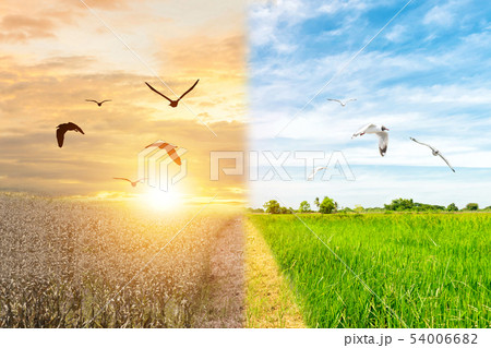 Ecology concept environment change tree forest Ecology concept environment change tree forest 54006682