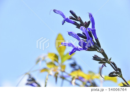 サルビア・グアラニチカ 54006764