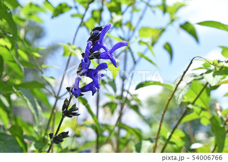 サルビア・グアラニチカ 54006766