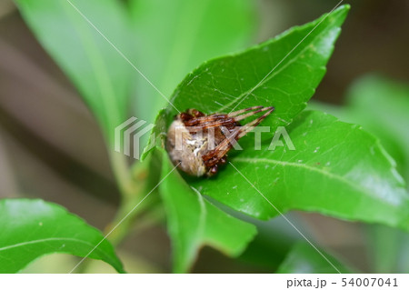 ヤマシロオニグモ　一匹 54007041