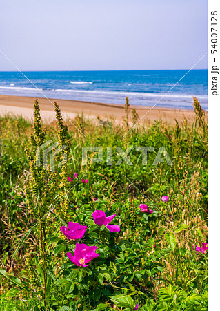(石川県)ハマナス咲く、千里浜なぎさドライブウェイ (石川県)ハマナス咲く、千里浜なぎさドライブウェイ 54007128