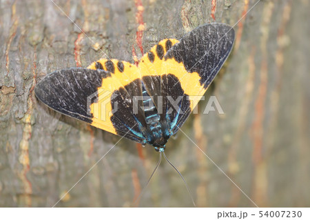 a Black and yellow Lichen Moth at nature a Black and yellow Lichen Moth at nature 54007230