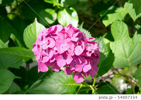 紫陽花 54007334