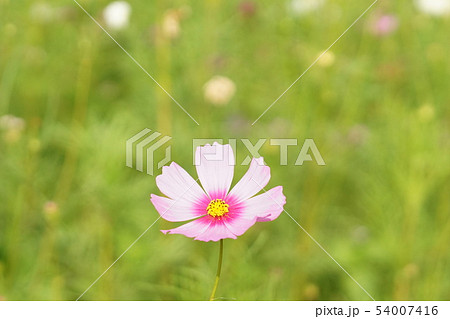 ピンクコスモス畑（Pink Cosmos, Flowerbed, Flower Field） 54007416