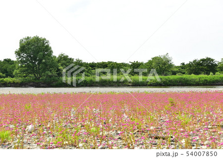 早出川中州の川原を覆いつくすナデシコの群生 54007850
