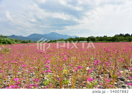 早出川中州の川原を覆いつくすナデシコの群生 54007882