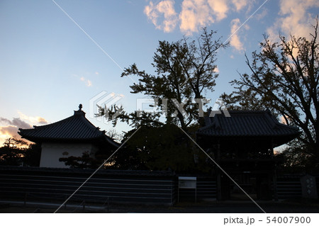 常光寺境内の銀杏のシルエット 54007900
