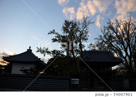 常光寺境内のいちょうのシルエット 54007901