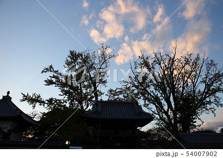 常光寺境内のイチョウのシルエット 常光寺境内のイチョウのシルエット 54007902