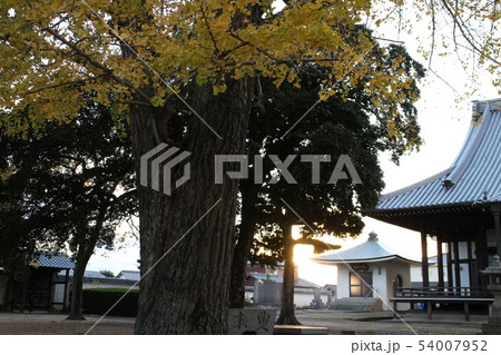 常光寺境内のイチョウの木 54007952