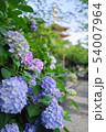 五重塔と西洋紫陽花 54007964
