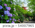 あじさいの花と五重塔 54007965