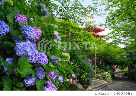あじさいの花と五重塔 54007965