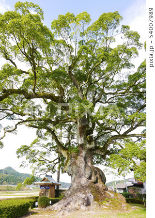 佐賀 佐賀 54007989