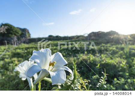 【宮古島】　東平安名崎　テッポウユリ　 54008014