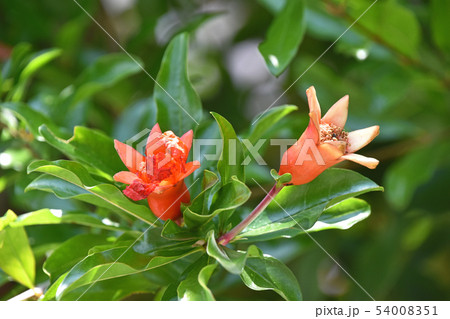 実ザクロ(石榴)の花 実ザクロ(石榴)の花 54008351