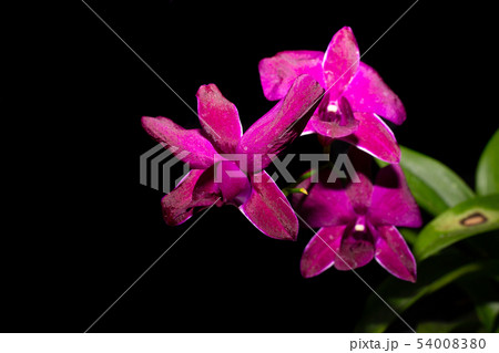 purple orchids on branch purple orchids on branch 54008380
