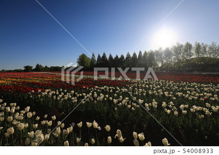 ちゅーりっぷ9689の写真素材 [54008933] - PIXTA