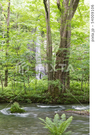 奥入瀬・白糸の滝 奥入瀬・白糸の滝 54009106