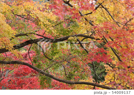 金刀比羅宮の情趣ある秋景 54009137