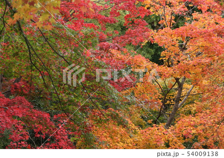 金刀比羅宮の趣ある秋景色 54009138