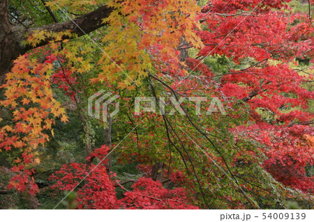 金刀比羅宮の趣ある秋景 金刀比羅宮の趣ある秋景 54009139