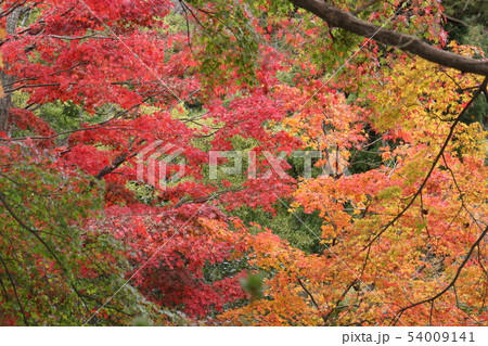 こんぴらさんの趣ある秋景 こんぴらさんの趣ある秋景 54009141