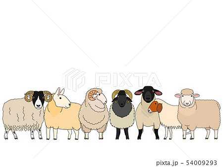 羊のボーダー グループのイラスト素材