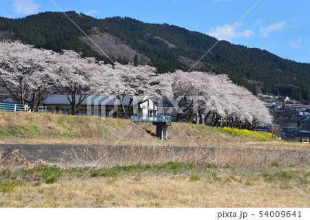久慈川河川敷の桜　　＃8 54009641
