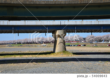 久慈川河川敷の桜　　＃7 54009643