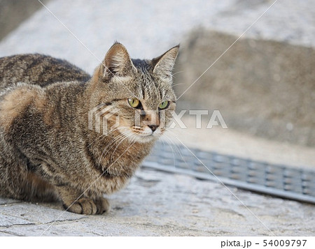 座るキジトラ猫 54009797