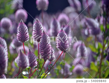 Australian native purple Mulla Mulla wildflowers Australian native purple Mulla Mulla wildflowers 54009840