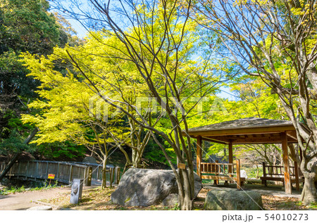 西公園のもみじ谷 54010273